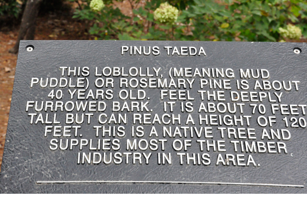 pinus taeda tree sign